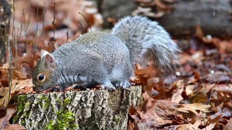 Eastern Grey Squirrel Sciurus carolinensis, rodent looking for food among l.. Stock Footage 301886937