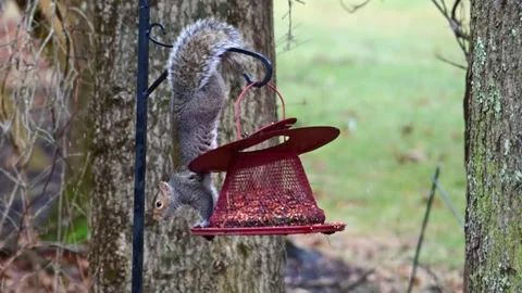 Eastern Grey Squirrel Sciurus carolinensis, hungry squirrel steals and eats.. Stock Footage 301887783