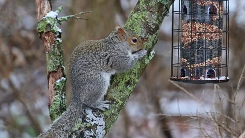 Eastern Grey Squirrel Sciurus carolinensis, hungry squirrel steals and eats.. Stock Footage 301888786
