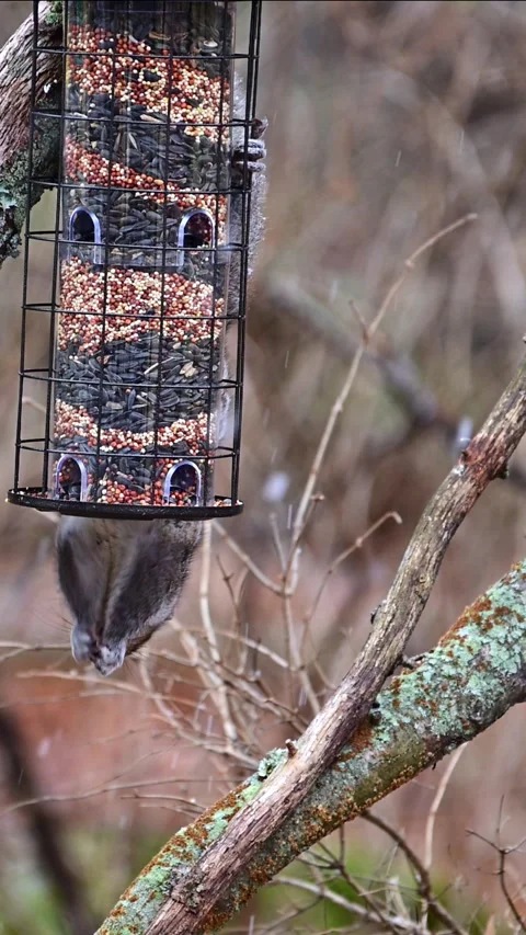 Eastern Grey Squirrel Sciurus carolinensis, hungry squirrel steals and eats.. Stock Footage 301889997