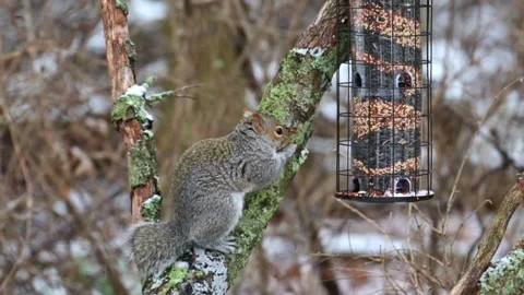 Eastern Grey Squirrel Sciurus carolinensis, hungry squirrel steals and eats.. Stock Footage 302074631