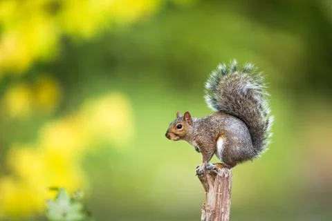 Eastern Grey Squirrel (Sciurus carolinensis) Fotos Stock