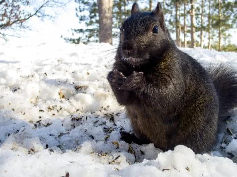 Eastern grey squirrel (Sciurus carolinensis) in black coat eating in snow. Stock Photos