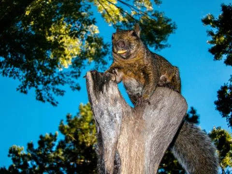 Eastern grey squirrel (Sciurus carolinensis) stares at camera with nut in mouth. Stock Photos