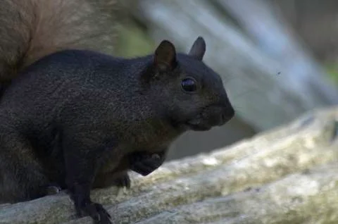 Eastern Grey Squirrel (Sciurus carolinensis) on a fence rail Foto stock