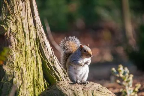 Eastern Grey Squirrel (Sciurus carolinensis) 写真素材