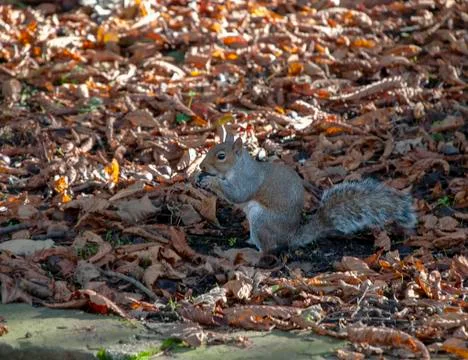 Eastern Grey Squirrel (Sciurus carolinensis) Foto stock