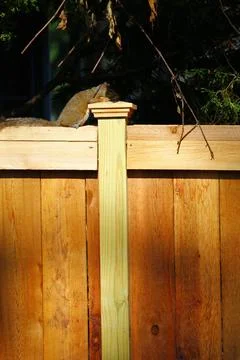 Eastern Grey Squirrel (Sciurus carolinensis) Stock Photos