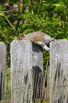 Eastern Grey Squirrel (Sciurus carolinensis) Stock Photos