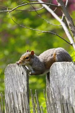 Eastern Grey Squirrel (Sciurus carolinensis) Stock Photos
