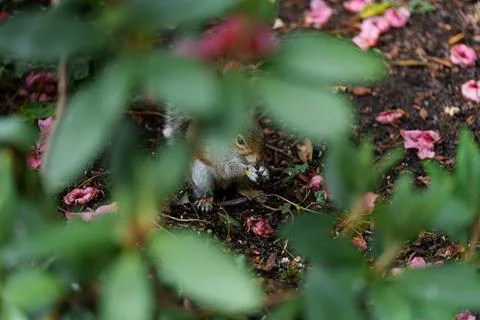 Eastern grey squirrel Sciurus carolinensis 写真素材