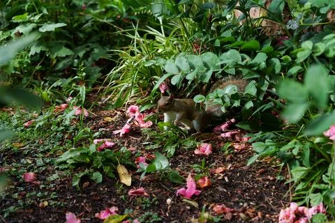 Eastern grey squirrel Sciurus carolinensis 스톡 사진