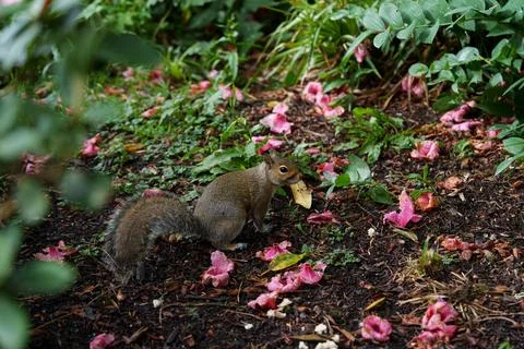 Eastern grey squirrel Sciurus carolinensis Stock-Fotos