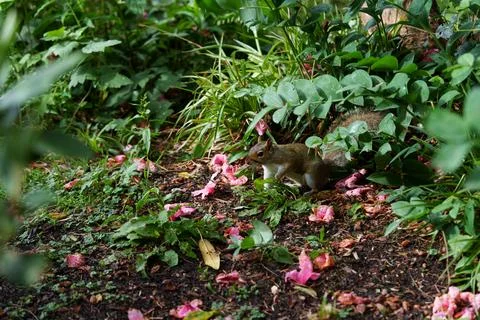 Eastern grey squirrel Sciurus carolinensis Stock-Fotos