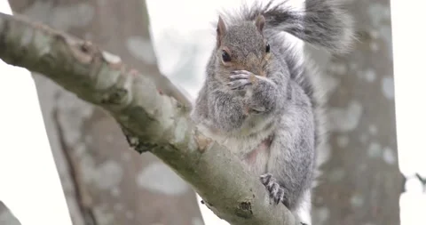 Eastern grey squirrel standing and grooming on a tree branch Stock Footage 331873425