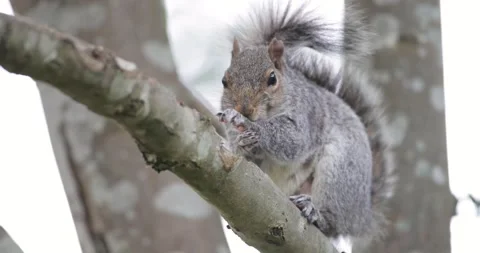 Eastern grey squirrel standing and grooming on a tree branch Stock Footage 332001099