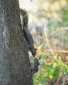 Eastern Grey Squirrels playing on tree Stock Photos