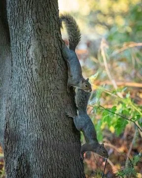 Eastern Grey Squirrels playing on tree Stock Photos