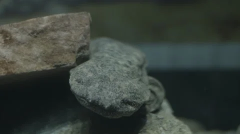 Eastern Hellbender Walking underwater Video stock 50902437