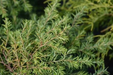 Eastern hemlock Jeddeloh Stock Photos