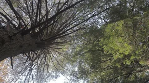 Eastern hemlock trunk Stock Footage 8953677