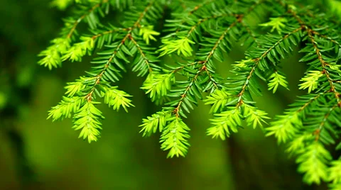 Eastern Hemlock (Tsuga canadensis) Video stock 51891966