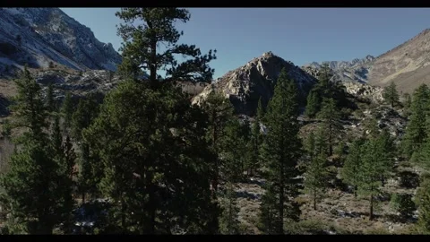 Eastern High Sierras Mountain Pine Trees Above Bishop Rise Stock Footage 147233675