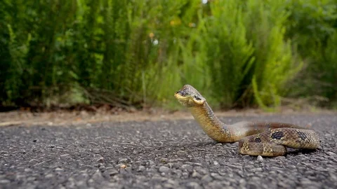 Snake playing dead Stock Photos and Images