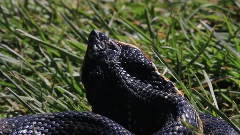 Eastern Hognose Snake playing dead Stock Photo