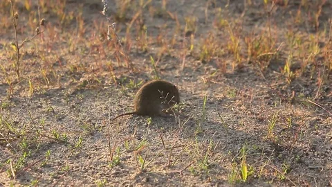 Eastern House Mouse - Mus musculus on the ground, brown background Stock Footage