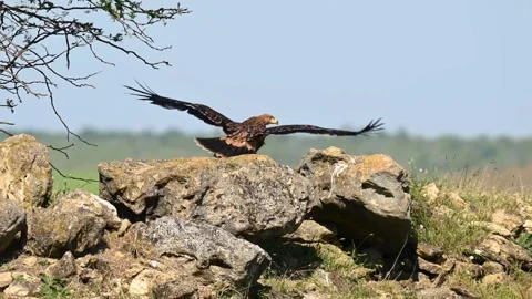 Eastern imperial eagle Aquila heliaca. Wildlife animal. Stock-Footage 250487331