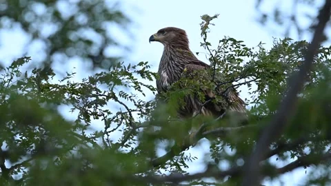 Eastern imperial eagle Aquila heliaca. Wildlife animal. Video stock 252538501