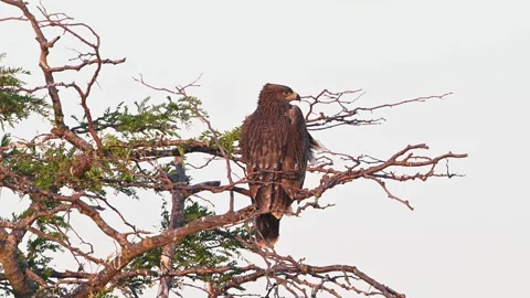 Eastern imperial eagle Aquila heliaca. Wildlife animal. Stock-Footage 323228115