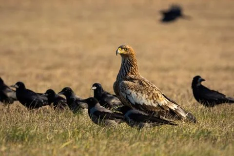 Eastern imperial eagle with flock of crows sitting on the ground around Stock Photos