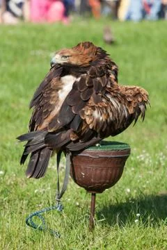Eastern imperial eagle Stock Photos