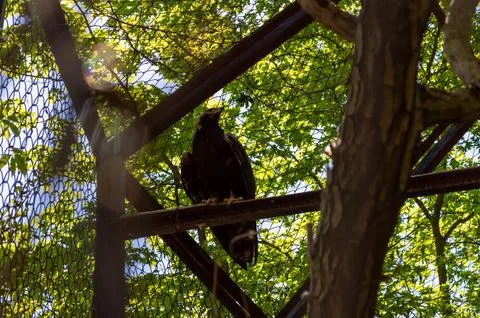 Eastern imperial eagle sits on a branch in the reserve Stock Photos