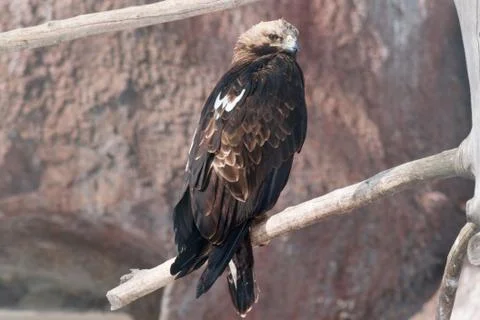 Eastern imperial eagle is sitting on a dry tree. Stock Photos