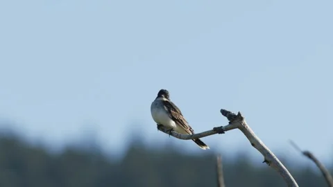 Eastern King bird on branch in wind, 2k Stock Footage 153437540