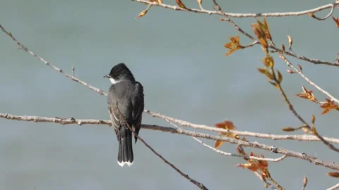 Eastern kingbird bird perched on a branch looking around in the wild forest Stock Footage 325611806