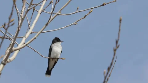Eastern kingbird bird singing while perched on a tree branch in the wild Stock Footage 325611724