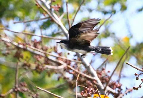 Eastern kingbird in flight in Belize Stock Photos