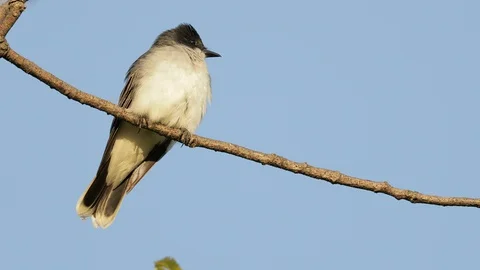 Eastern Kingbird Video stock 128556932
