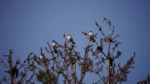 Eastern Kingbird group sits high up in a pine tree during summer Stock-Footage 71195672