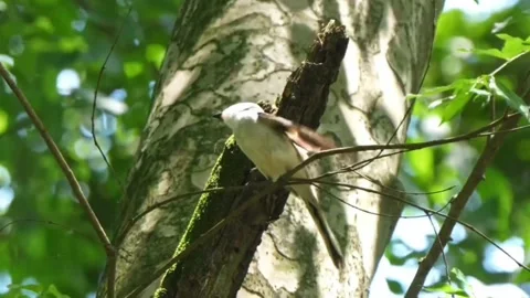 Eastern kingbird perched on a tree branch in a lush green forest Stock-Footage 336033267