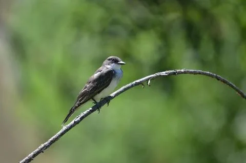 An eastern kingbird perched on a tree branch Stock Photos