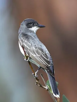 Eastern kingbird perched on a twig. Stock Photos