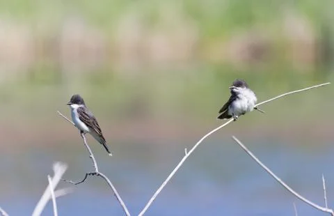 Eastern Kingbird Stock Photos