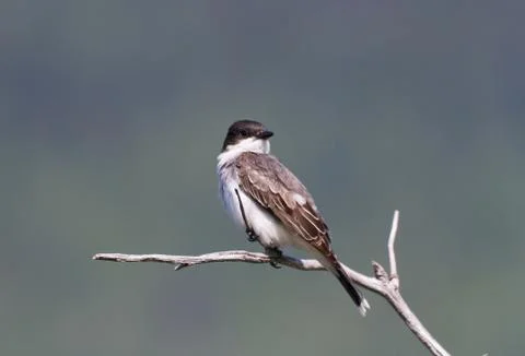Eastern Kingbird 스톡 사진