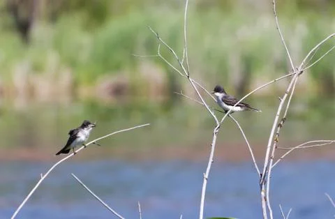 Eastern Kingbird Stock Photos
