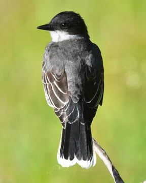 Eastern Kingbird Stock Photos